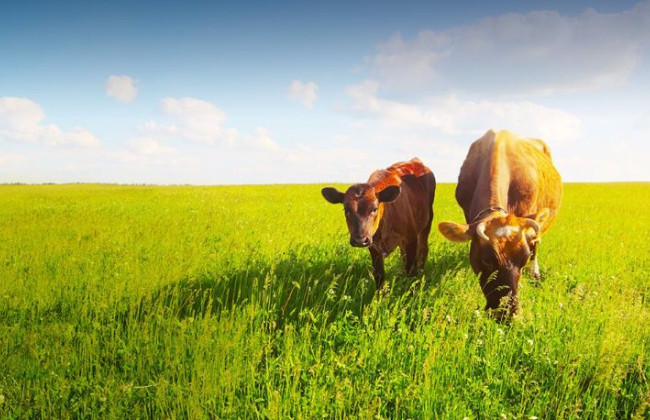 3100 гривень на гектар та 5300 гривень за корову: Кабмін затвердив порядок використання державних коштів на підтримку аграріїв