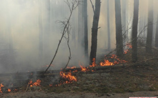 У Чорнобильській зоні фіксують кілька осередків займання: що з радіаційним фоном