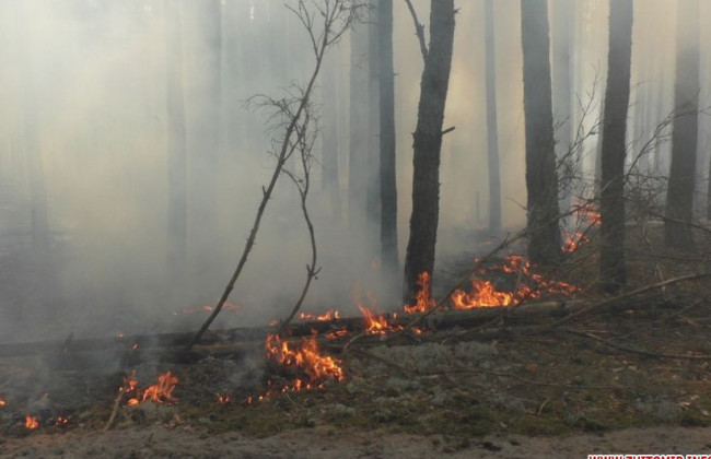 В Чернобыльской зоне фиксируют несколько очагов возгорания: что с радиационным фоном