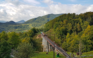 Судитимуть закарпатців, які вирубали дерева у національному парку на сумму понад 126 тисяч гривень