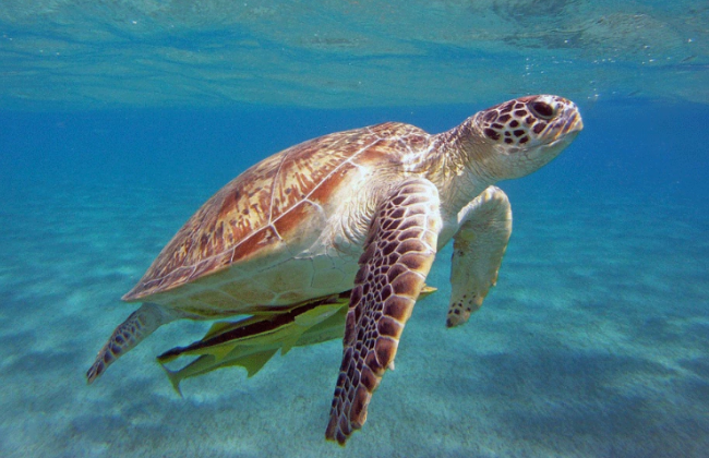 У Туреччині черепаха покусала російську туристку: фото