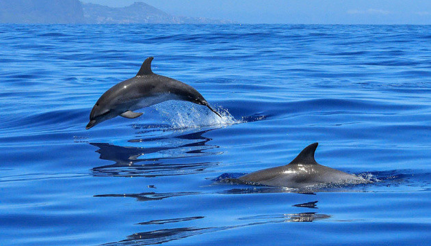 В Черном море массово погибают дельфины: как на них влияет война