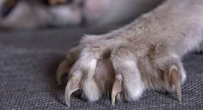 В Киеве кошка напала на ребенка: очевидцы вызывали полицию, видео