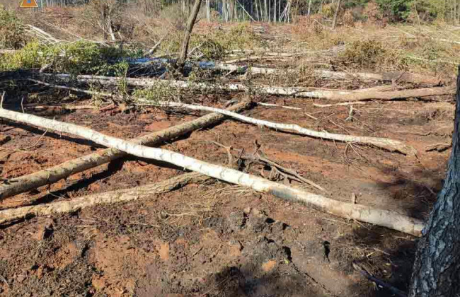 Торфяные пожары на Киевщине: спасатели рассказали о ситуации