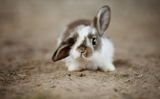 5 лет тюрьмы за 6 кроликов: в Хмельницкой области суд вынес приговор вору