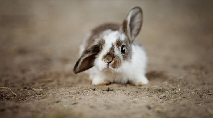 5 лет тюрьмы за 6 кроликов: в Хмельницкой области суд вынес приговор вору