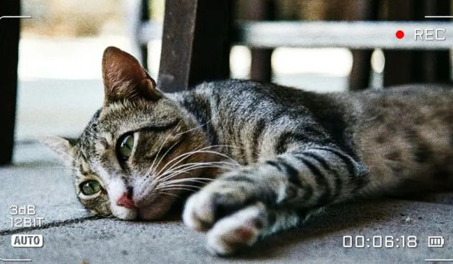 Шукали кота-дублера з притулку для стрибка з 2-го поверху: на зйомках фільму в Києві спалахнув скандал