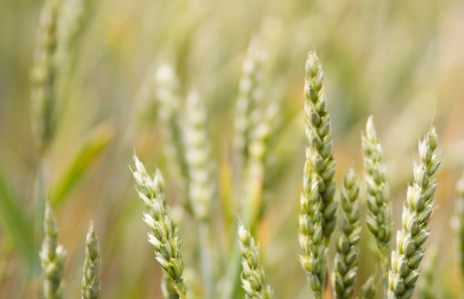 Як отримати субсидію на одиницю оброблювальних угідь через ДАР