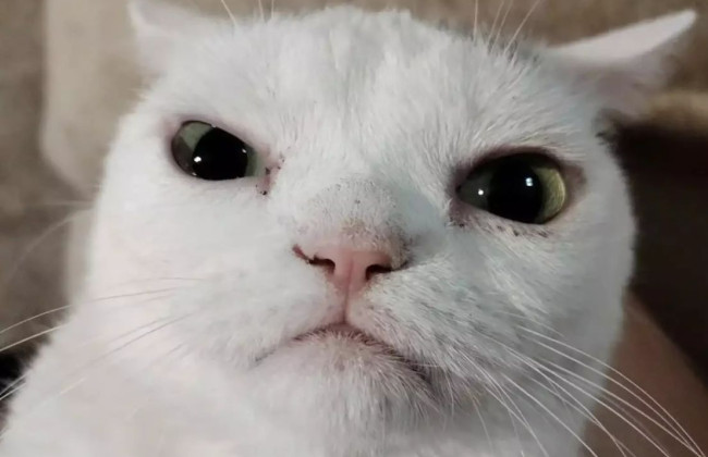 Кошка стала звездой соцсетей благодаря сердитой мордочке, фото