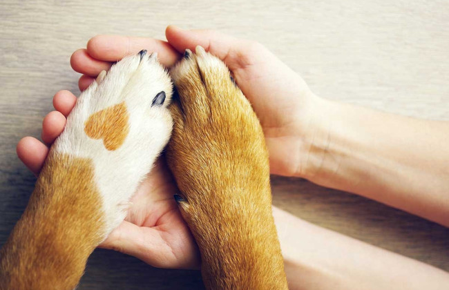 Убил двух собак, чтобы приготовить: в Житомирской области осудили живодера