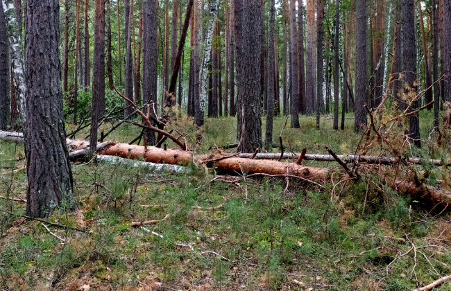 Лісники роз’яснили, чи можна самостійно збирати дрова в лісі