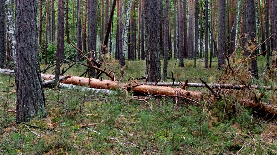 Лісники роз’яснили, чи можна самостійно збирати дрова в лісі
