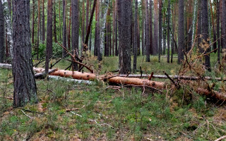 Лісники роз’яснили, чи можна самостійно збирати дрова в лісі