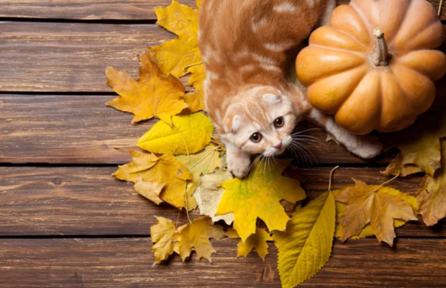 28 сентября: какой сегодня церковный праздник и что отмечают в мире