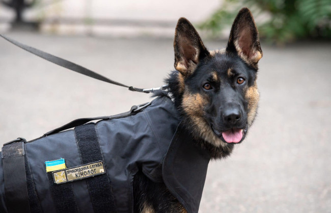 Служебные собаки пограничников получили защитную амуницию, фото