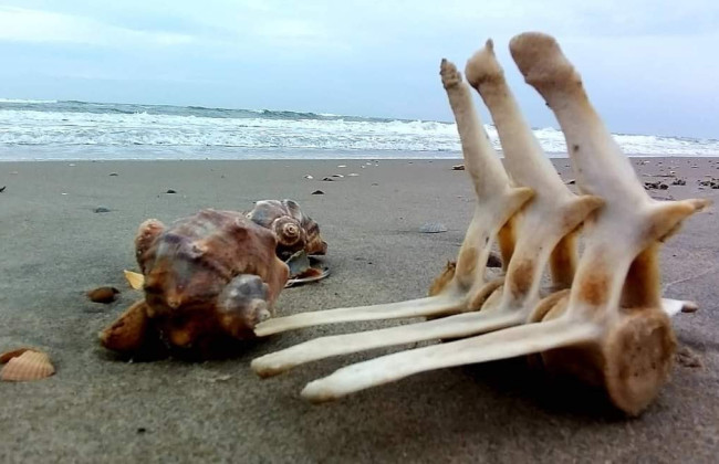 В Одеській області на узбережжя винесло рештки дельфінів