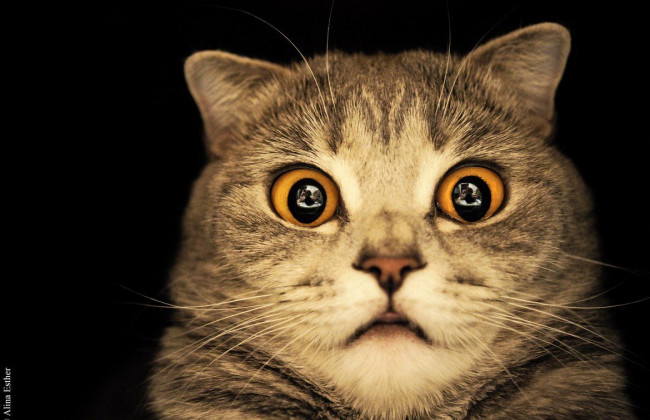 На Киевщине будут делать прививки против бешенства домашним любимцам