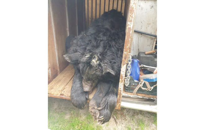 Був зачинений у вольєрі в приватному зоопарку: з-під Лиману врятували контуженого ведмедя, фото