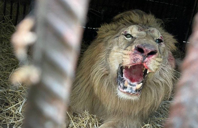Під час обстрілів Київщини травмувався лев із центру порятунку диких тварин: фото