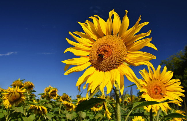 Министр экономики Юлия Свириденко сообщила, сколько тонн подсолнечника планируется направить на экспорт
