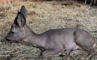 Застрягла в паркані: у Києві врятували рідкісну косулю, фото