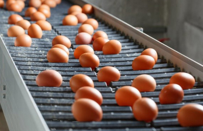 Цены на яйца должны в ближайшее время «выровняться» — Минагрополитики