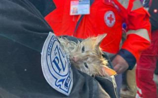 З-під завалів атакованого будинку у Києві врятували кота, відео