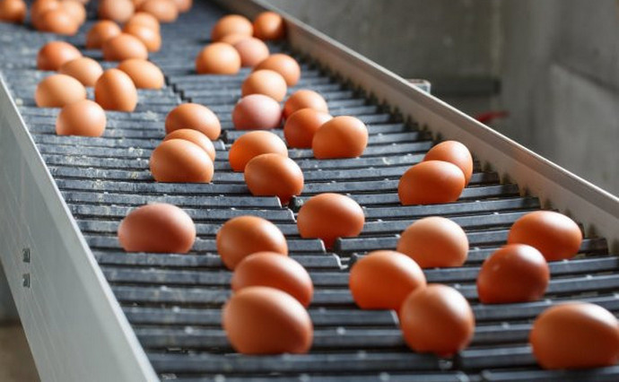 Цены на яйца должны в ближайшее время «выровняться» — Минагрополитики