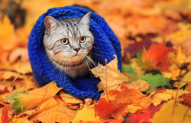 21 жовтня: яке сьогодні свято і які основні події