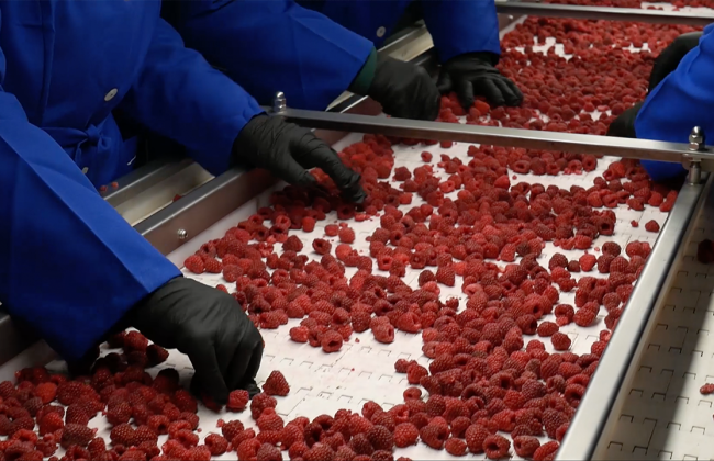 В Україні затвердили Гігієнічні вимоги до швидкозаморожених харчових продуктів