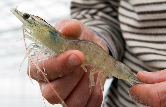 Кто сможет заключить договор аренды на пользование морским водным пространством Украины