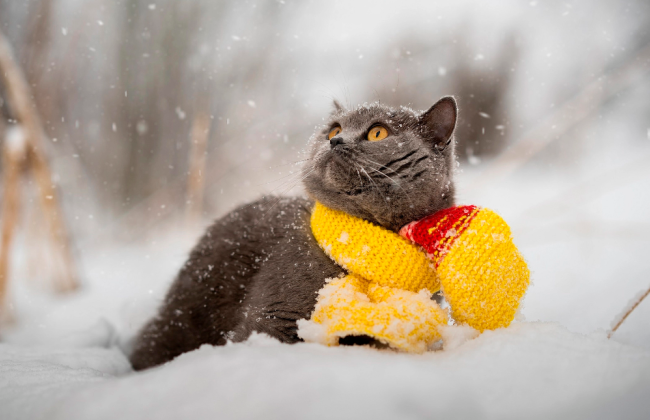 Якою буде зима: чи чекати українцям на сильні морози