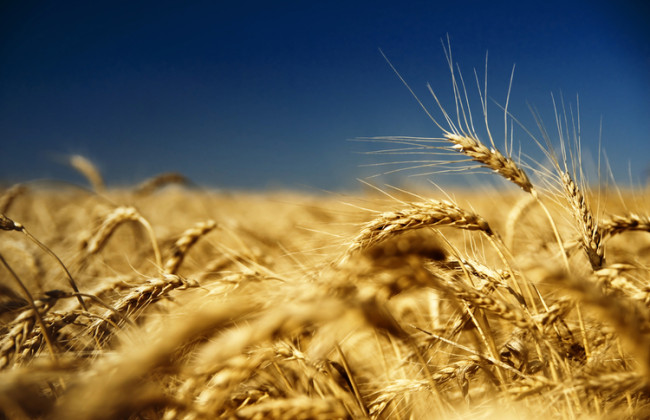 Кремль свідомо повернув «голодні ігри»: Кулеба і Подоляк прокоментували вихід РФ із «зернової угоди»