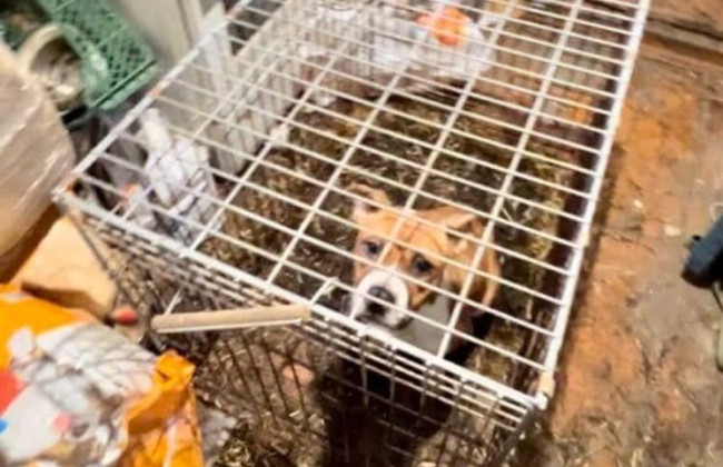 Замордували 7 цуценят та 2 дорослих псів: у розпліднику для тварин на Київщині собакам  влаштували «пекло»