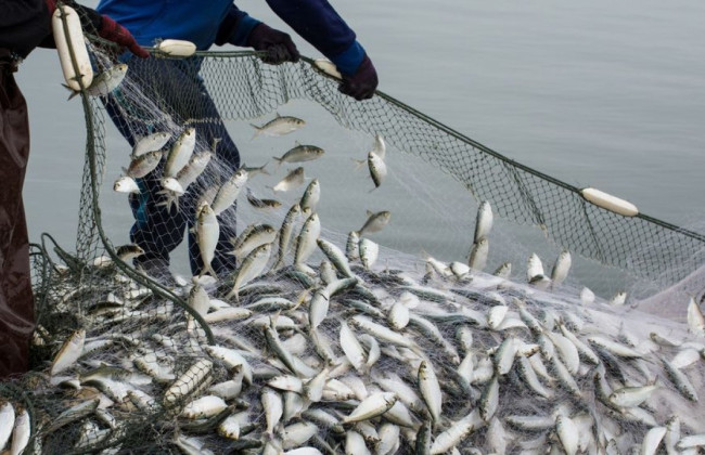 Удосконалення державного регулювання в галузі рибного господарства: Комітет ВРУ рекомендує прийняти законопроект