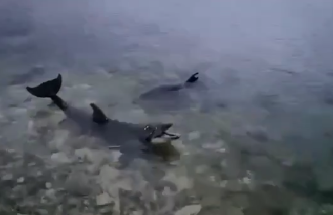 В оккупированном Севастополе четырех дельфинов из дельфинария выбросили в море: животные могут погибнуть, видео