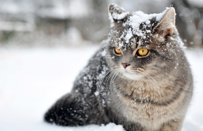 Україну атакує снігопад та вдарять морози: коли погода різко змінить курс