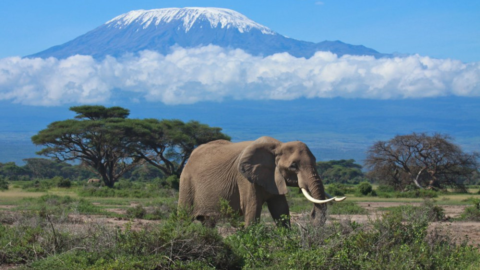 Единственный ледник в Африке – Килиманджаро – исчезнет через 30 лет: неутешительный прогноз ученых