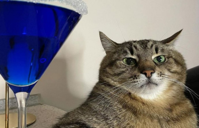 Кіт Степан став амбасадором проєкту «Збережіть українську культуру»