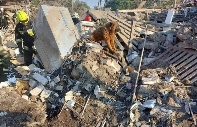 Сидел на руинах и плакал: умер пес Крым, выживший после ракетного удара по Днепру