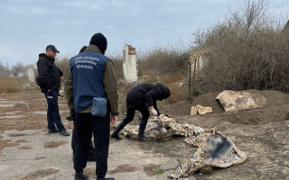На деокупованій Херсонщині виявили тіла подружжя фермерів, яких убили окупанти у їхньому ж підвалі