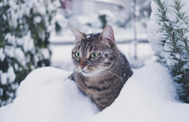 Зима вступает в свои права: когда украинцам ожидать снега, прогноз