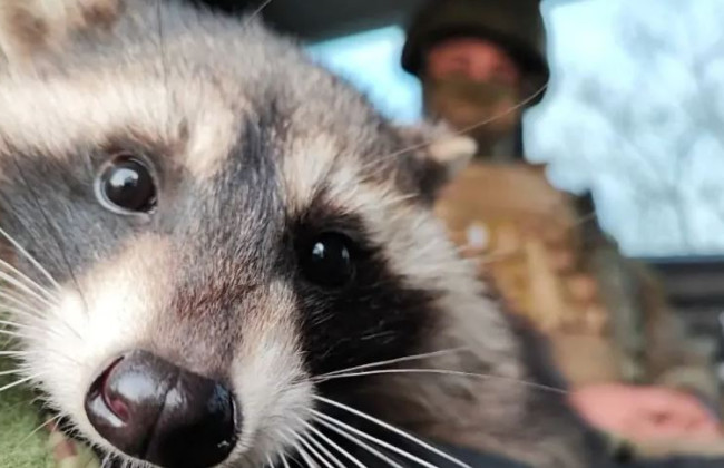 Украинцы предлагают обменять памятник Екатерине II в Одессе на украденного енота