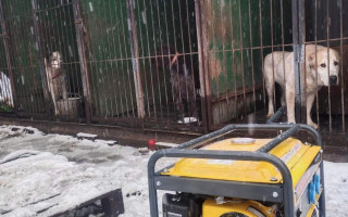 На Київщині створюють перший в Україні «Чотирилапий пункт незламності»