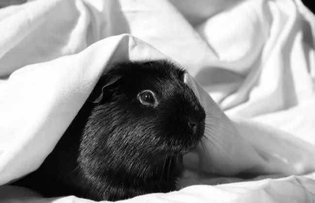 2023 будет годом Черного Водяного Кролика: прогноз астролога