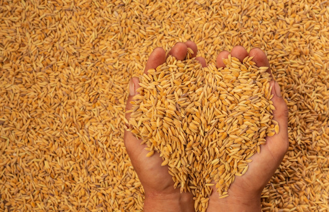 Депутати "звільнили" експортерів зерна від обов’язкових депозитів за вивезення збіжжя