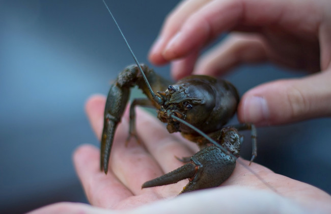 В Украине запретили вылов раков в водоемах