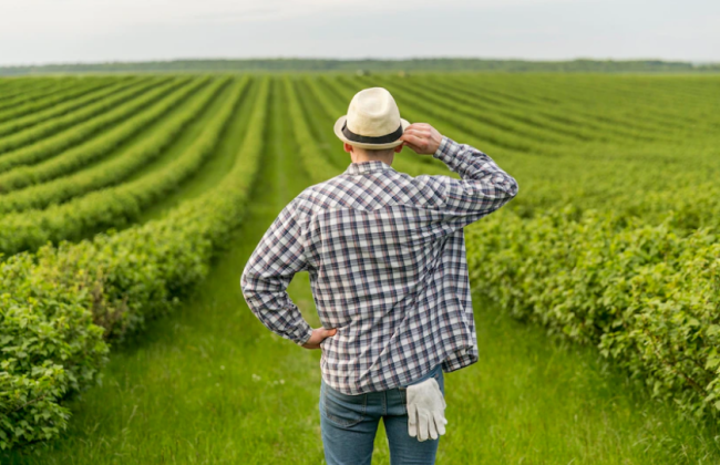 Должен ли член фермерского хозяйства сняться с учета как плательщик единого взноса, если он заключил трудовой договор с работодателем