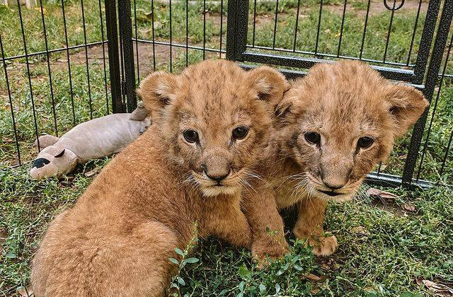 Одесские ветеринары спасли троих львят из Херсонщины, фото