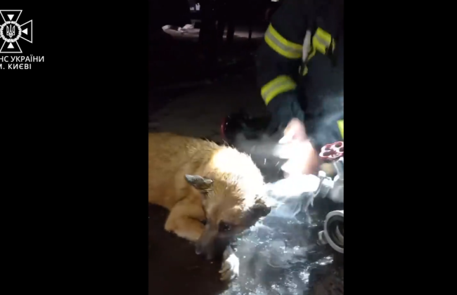 В Киеве пожарные реанимировали собаку, которая чуть не задохнулась во время пожара в многоэтажке в Деснянском районе, фото